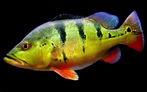 Cichla ocellaris .